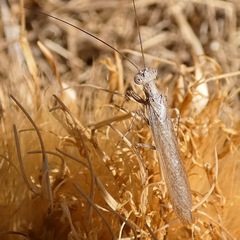 Perlamantis alliberti