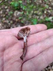 Hypomyces armeniacus