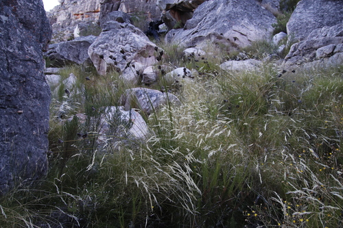 Brown Rushiris (Bobartia rufa)