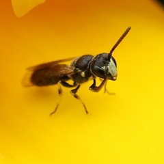 Hylaeus