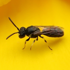 Hylaeus