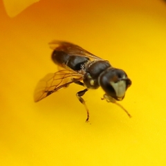Hylaeus