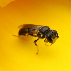 Hylaeus