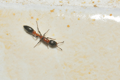 Pseudomyrmex championi