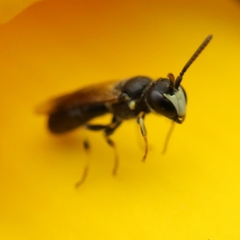 Hylaeus