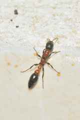 Pseudomyrmex championi