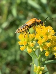 Chauliognathus pensylvanicus
