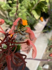 Polistes dominula