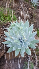 Dudleya brittonii
