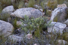 Leucospermum