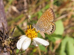 Brephidium pseudofea