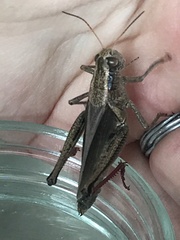 Melanoplus bivittatus