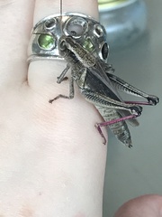 Melanoplus bivittatus