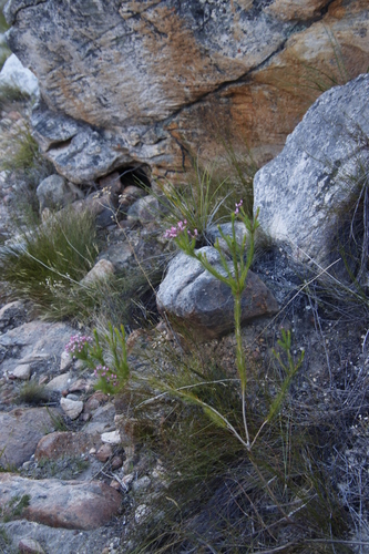 Image of Erica inflata by (c) Tony Rebelo, some rights reserved (CC BY-SA)