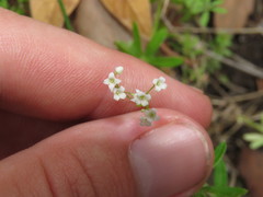 Galium mexicanum