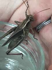 Melanoplus bivittatus