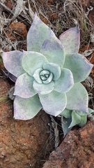 Dudleya brittonii