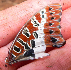Charaxes brutus natalensis