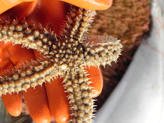 Stylasterias forreri