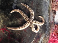 Stylasterias forreri