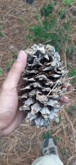 Pinus stylesii