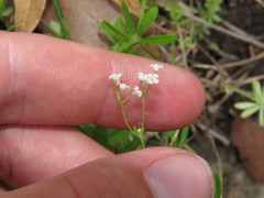 Galium mexicanum