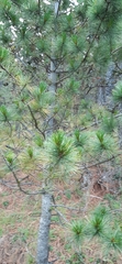 Pinus stylesii