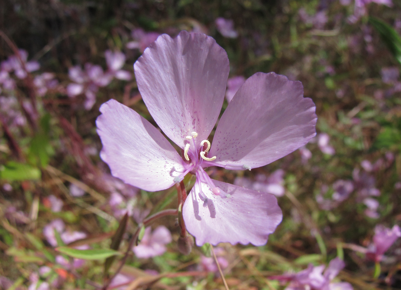 Clarkia dudleyana