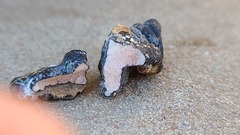 Sclerotinia