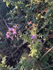 Solanum pinnatum