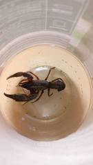 Engaeus orientalis