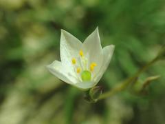 Phemeranthus confertiflorus