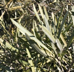 Pouteria salicifolia