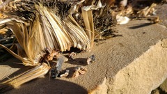 Sclerotinia