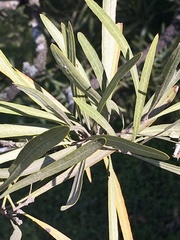 Pouteria salicifolia