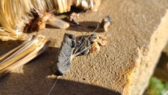 Sclerotinia