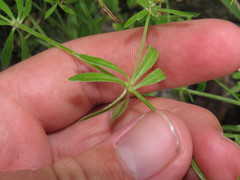 Galium mexicanum