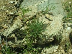 Phemeranthus confertiflorus