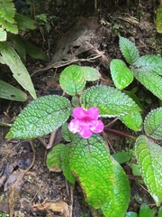 Chrysothemis melittifolia