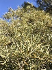 Pouteria salicifolia