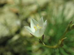 Phemeranthus confertiflorus