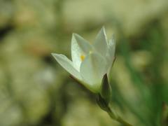 Phemeranthus confertiflorus