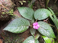 Chrysothemis melittifolia