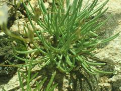 Phemeranthus confertiflorus