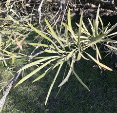 Pouteria salicifolia