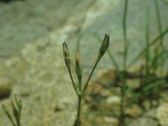 Phemeranthus confertiflorus