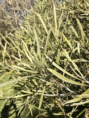 Pouteria salicifolia