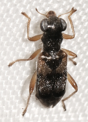 Phyllobaenus pallipennis