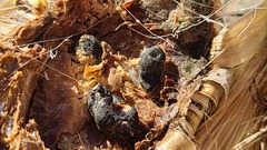 Sclerotinia