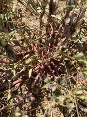 Trianthema portulacastrum